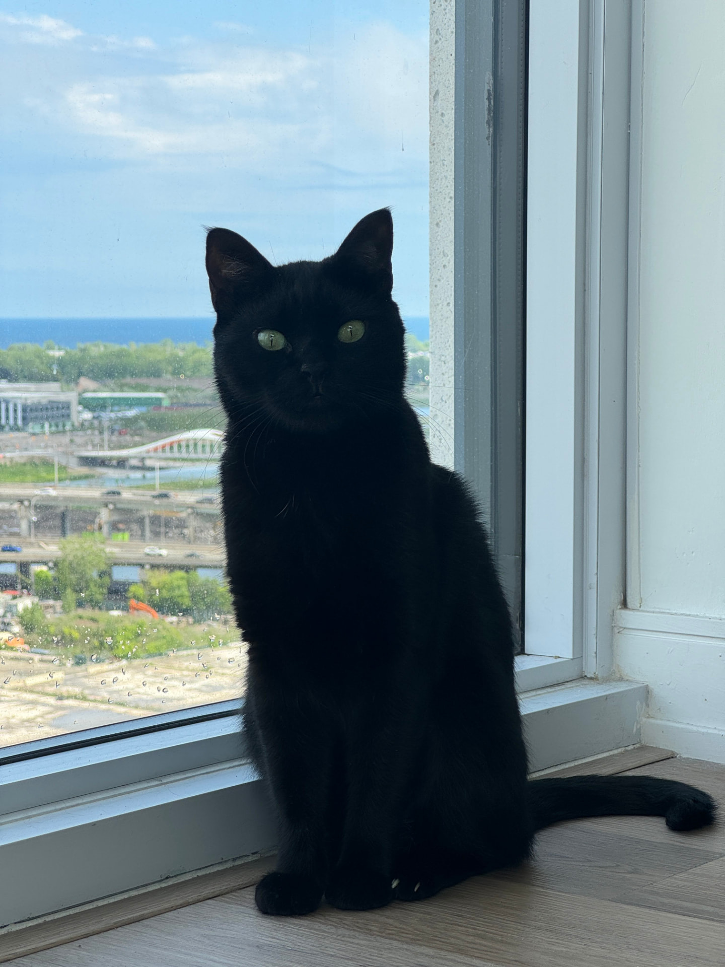 Nero sitting upright at a window overlooking the lake