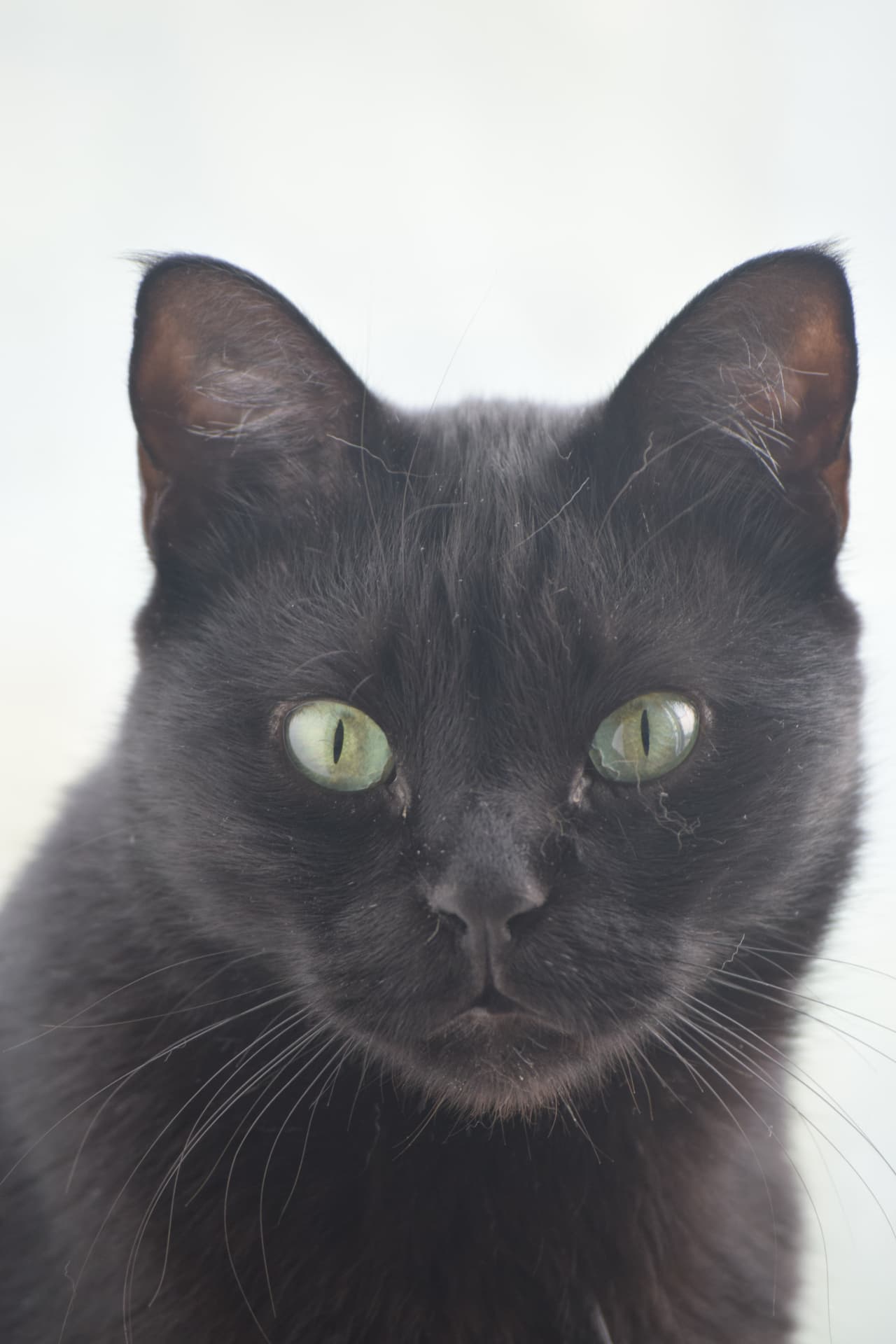 Close portrait of Nero against a pale background