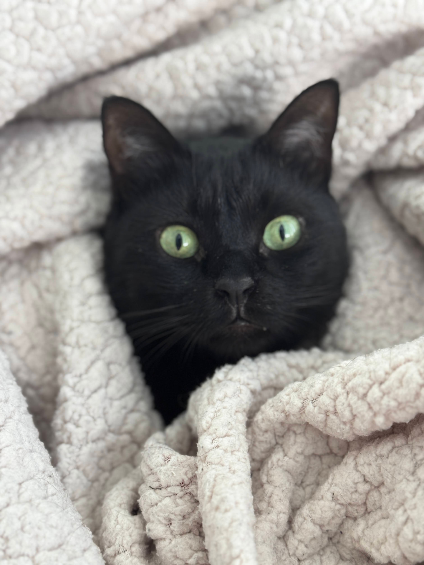 Nero wrapped in a cream blanket
